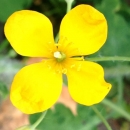 flower : nom scientifique : Chelidonium majus L. , Chelidonium , Papaveraceae