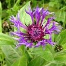 flower  : nom scientifique : Centaurea montana L. , Centaurea , Asteraceae 