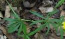 stemleaf  : nom scientifique : Ranunculus auricomus L. , Ranunculus , Ranunculaceae 