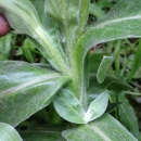 stemleaf  : nom scientifique : Centaurea montana L. , Centaurea , Asteraceae 