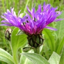 flower  : nom scientifique : Centaurea montana L. , Centaurea , Asteraceae 