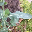 leaf  : nom scientifique : Brassica napus L. , Brassica , Brassicaceae 