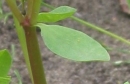 leaf  : nom scientifique : Euphorbia peplus L. , Euphorbia , Euphorbiaceae 