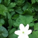 whole : nom scientifique : Anemone nemorosa L. , Anemone , Ranunculaceae