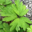 leaf : nom scientifique : Anemone nemorosa L. , Anemone , Ranunculaceae