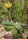 whole  : nom scientifique : Hieracium pilosella L. , Hieracium , Asteraceae 