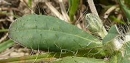 leaf  : nom scientifique : Hieracium pilosella L. , Hieracium , Asteraceae 