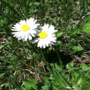 whole  : nom scientifique : Bellis perennis L. , Bellis , Asteraceae 