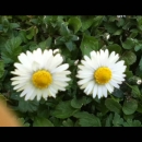 flower  : nom scientifique : Bellis perennis L. , Bellis , Asteraceae 