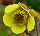 flower  : nom scientifique : Geum urbanum L. , Geum , Rosaceae 