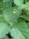 stemleaf  : nom scientifique : Solanum nigrum L. , Solanum , Solanaceae 