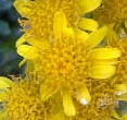 flower  : nom scientifique : Jacobaea maritima Pelser & Meijden , Jacobaea , Asteraceae 