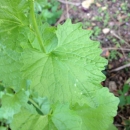 leaf  : nom scientifique : Alliaria petiolata (M. Bieb.) Cavara & Grande , Alliaria , Brassicaceae 