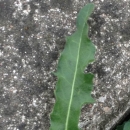 leaf  : 