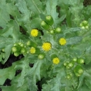 flower  : nom scientifique : Senecio vulgaris L. , Senecio , Asteraceae 