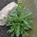 whole  : nom scientifique : Senecio vulgaris L. , Senecio , Asteraceae 