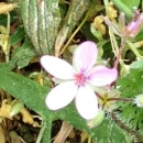 flower  : nom scientifique : Erodium cicutarium (L.) L?HÃ©r. ex Aiton , Erodium , Geraniaceae 