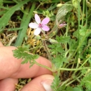 whole  : nom scientifique : Erodium cicutarium (L.) L?HÃ©r. ex Aiton , Erodium , Geraniaceae 