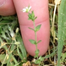 stemleaf  : nom scientifique : Arenaria serpyllifolia L. , Arenaria , Caryophyllaceae 