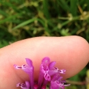 flower  : nom scientifique : Lamium amplexicaule L. , Lamium , Lamiaceae 