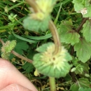 leaf  : nom scientifique : Lamium amplexicaule L. , Lamium , Lamiaceae 