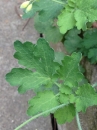 leaf  : 