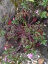 whole : nom scientifique : Geranium robertianum L. , Geranium , Geraniaceae