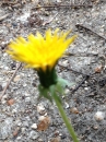 flower :