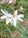 flower  : nom scientifique : Anthericum ramosum L. , Anthericum , Asparagaceae 