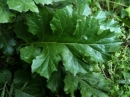 leaf : nom scientifique : Acanthus mollis L. , Acanthus , Acanthaceae