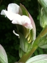 flower : nom scientifique : Acanthus mollis L. , Acanthus , Acanthaceae