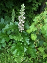 whole : nom scientifique : Acanthus mollis L. , Acanthus , Acanthaceae