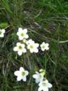 flower :