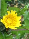 flower  : nom scientifique : Sonchus oleraceus L. , Sonchus , Asteraceae 