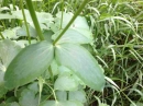 leaf  : nom scientifique : Aquilegia vulgaris L. , Aquilegia , Ranunculaceae 