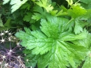 leaf  : 