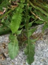 leaf  : nom scientifique : Taraxacum sect. Ruderalia Kirschner, H. Ã˜llg. & Stepanek , Taraxacum , Asteraceae 