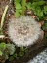 flower  : nom scientifique : Taraxacum sect. Ruderalia Kirschner, H. Ã˜llg. & Stepanek , Taraxacum , Asteraceae 