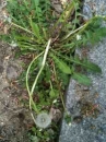 whole  : nom scientifique : Taraxacum sect. Ruderalia Kirschner, H. Ã˜llg. & Stepanek , Taraxacum , Asteraceae 