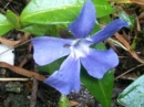 flower  : nom scientifique : Vinca minor L. , Vinca , Apocynaceae 