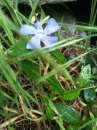 whole  : nom scientifique : Vinca minor L. , Vinca , Apocynaceae 