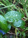 leaf  : nom scientifique : Vinca minor L. , Vinca , Apocynaceae 