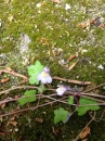 flower  : nom scientifique : Cymbalaria muralis G. Gaertn., B. Mey. & Scherb. , Cymbalaria , Plantaginaceae 