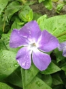 flower  : nom scientifique : Vinca minor L. , Vinca , Apocynaceae 