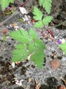 leaf  : nom scientifique : Geranium robertianum L. , Geranium , Geraniaceae 