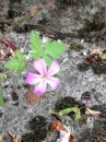 flower  : nom scientifique : Geranium robertianum L. , Geranium , Geraniaceae 