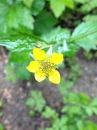 flower  : nom scientifique : Geum urbanum L. , Geum , Rosaceae 