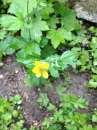 flower  : nom scientifique : Geum urbanum L. , Geum , Rosaceae 