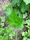 leaf  : nom scientifique : Geum urbanum L. , Geum , Rosaceae 