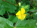 flower  : nom scientifique : Chelidonium majus L. , Chelidonium , Papaveraceae 